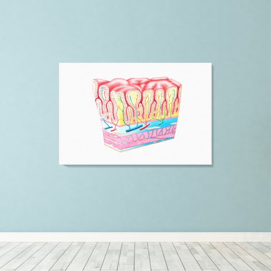 Toile Structure Et Couches Anatomiques Du Mur D'Estomac (Insitu (Plancher de Bois))