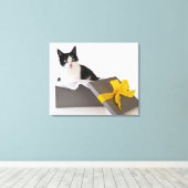 Toile Studio photo de chat noir et blanc dans la boîte c (Insitu (Plancher de Bois))