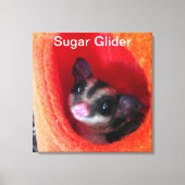 Toile Sugar Glider dans un lit orange suspendu (Recto)