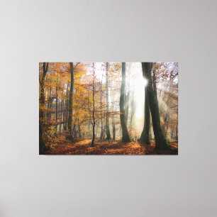 Toile Sun Rays Mystic Misty Forest Enveloppé