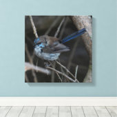 Toile Superbe Fairy-wren Bird Australie (Insitu (Plancher de Bois))