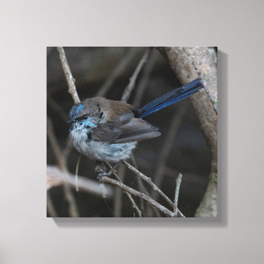 Toile Superbe Fairy-wren Bird Australie (Recto)