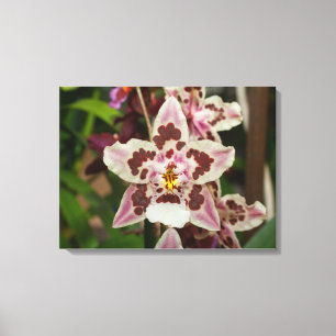 Toile Superbe orchidée Phalaenopsis multicolore
