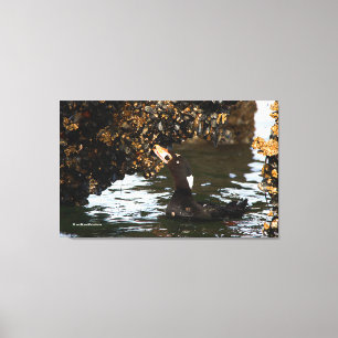 Toile Surf Scoter festoyant sur des moules et des balane