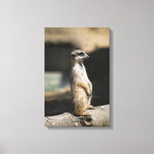 Toile Suricate (Recto)