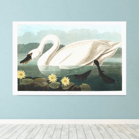 Toile Swan commun (Insitu (Plancher de Bois))