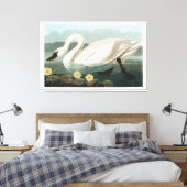 Toile Swan commun (Insitu(Chambre))