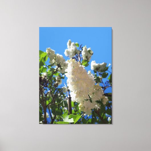 Toile Syringa , arbre à fleurs de lilas blanc (Recto)