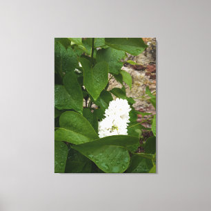 Toile Syringa, Fleur blanche Lilac avec gouttes de pluie