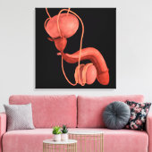 Toile Système de reproduction chez les hommes humains 1 (Insitu(Salon))