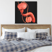 Toile Système de reproduction chez les hommes humains 1 (Insitu(Chambre))