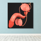 Toile Système de reproduction chez les hommes humains 3 (Insitu (Plancher de Bois))