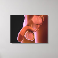 Système de reproduction chez les hommes humains 4