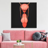 Toile Système de reproduction chez les hommes humains 5 (Insitu(Salon))