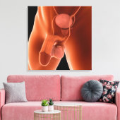 Toile Système de reproduction chez les hommes humains 6 (Insitu(Salon))