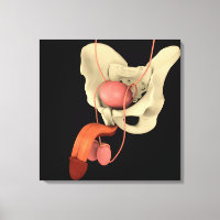 Système de reproduction masculine 2