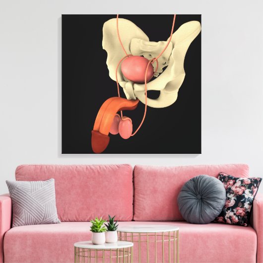 Toile Système de reproduction masculine 2 (Insitu(Salon))
