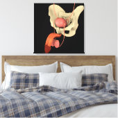 Toile Système de reproduction masculine 2 (Insitu(Chambre))