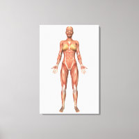Système musculaire féminin, Vue avant