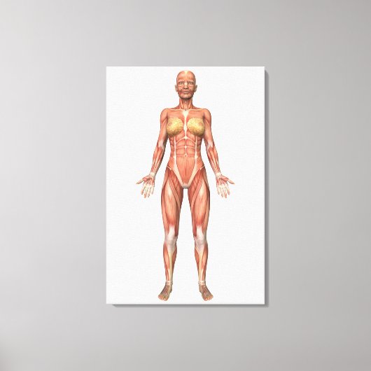 Toile Système musculaire féminin, Vue avant (Recto)