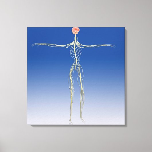 Toile Système nerveux central avec cerveau humain (Recto)