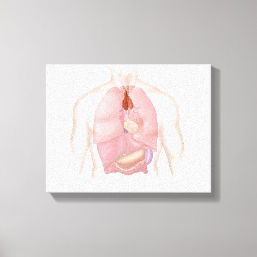 Toile Système Respiratoire Et Digestif Humain (Recto)