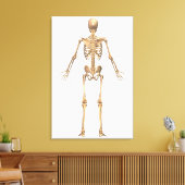 Toile Système Skeletal humain, Vue arrière (Insitu(Salon))