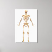 Toile Système Skeletal humain, Vue arrière (Recto)