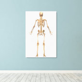 Toile Système Skeletal humain, Vue arrière (Insitu (Plancher de Bois))