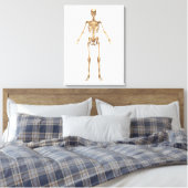 Toile Système Skeletal humain, Vue avant (Insitu(Chambre))