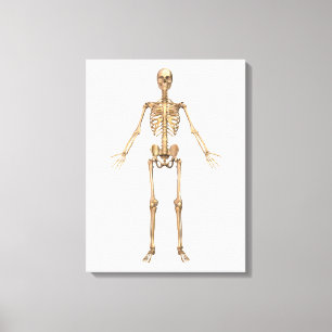 Toile Système Skeletal humain, Vue avant
