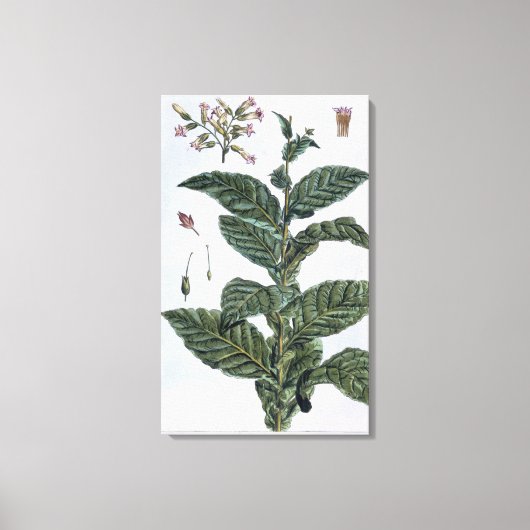 Toile Tabac plante, plaque 7, de 'Collection Precieuse (Recto)