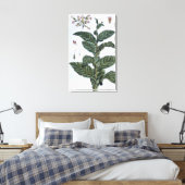 Toile Tabac plante, plaque 7, de 'Collection Precieuse (Insitu(Chambre))