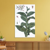 Toile Tabac plante, plaque 7, de 'Collection Precieuse (Insitu(Salon))