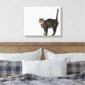 Toile Tabat mâle domestique debout (Insitu(Chambre))