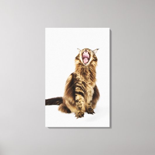 Toile Tabby Brown Classic Main Coon (Recto)