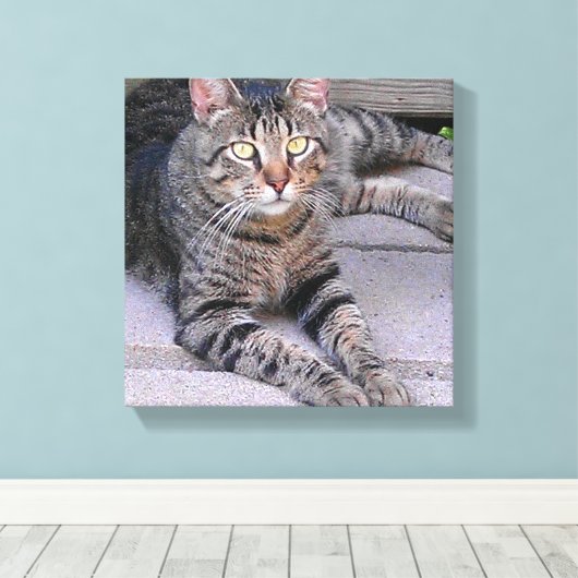 Toile Tabby Chat Brown à l'extérieur (Insitu (Plancher de Bois))