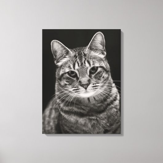 Toile Tabby noir Kitten (Recto)
