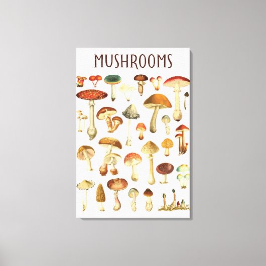 Toile Tableau vintage de champignons (Recto)