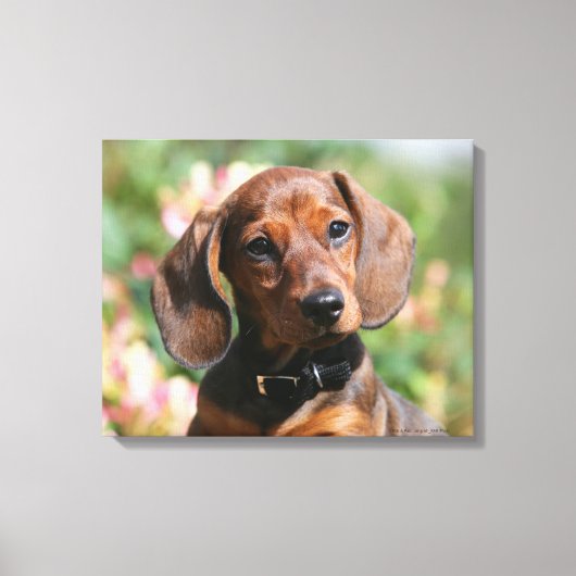 Toile Tan Miniture Dachshund (Recto)
