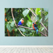 Toile Tanagers bleu-orange vibrants perchés ensemble (Insitu (Plancher de Bois))