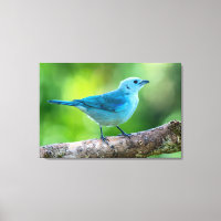 Tangara évêque au Costa Rica