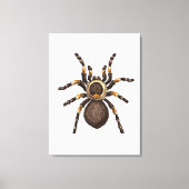 Toile Tarantula (Recto)