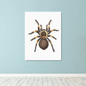 Toile Tarantule (Insitu (Plancher de Bois))