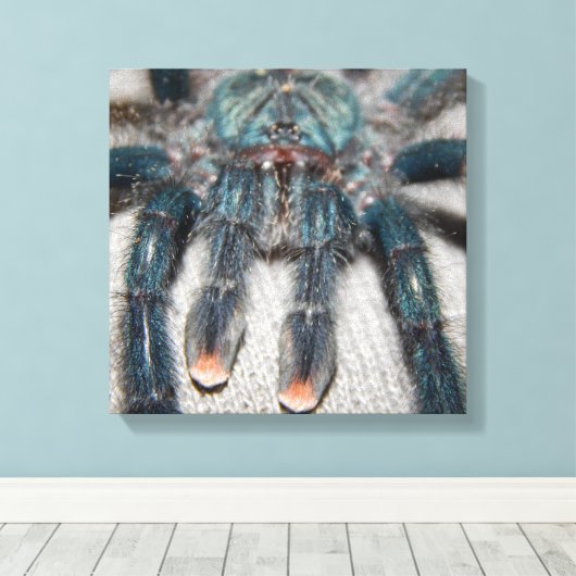 Toile tarantule bleue (Insitu (Plancher de Bois))
