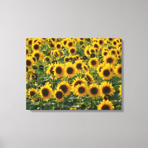 Toile Terrain de tournesols d'été
