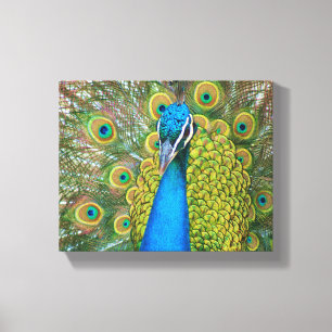 Toile Tête bleue Peacock avec et des plumes de queue col