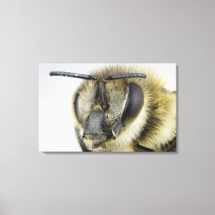Toile Tête d'abeille