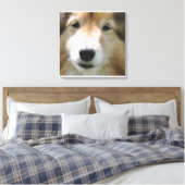 Toile Tête de Berger des Shetland (Insitu(Chambre))