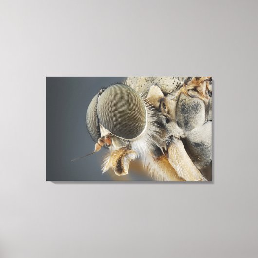 Toile Tête de la mouche (Recto)